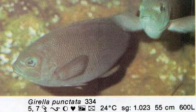 Girella punctata